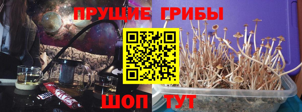Галлюциногенные грибы Psilocybine cubensis Коммунар